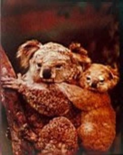 Állatok és kicsinyeik