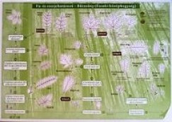 Fa s cserjehatroz - Brzsny (szaki-Kzphegysg)