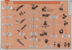 Fák és cserjék terméshatározója - Börzsöny (Északi-Középhegység)