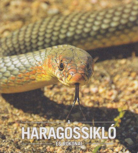 Babocsay Gergely, Korss Zoltn - A haragossikl s rokonai