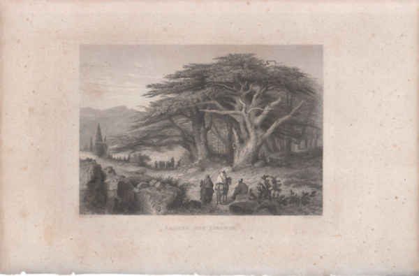 Cedern des Libanon - Libanoni cédrusok (18x28 cm lapméretű eredeti acélmetszet) - Közel-Kelet, Ázsia