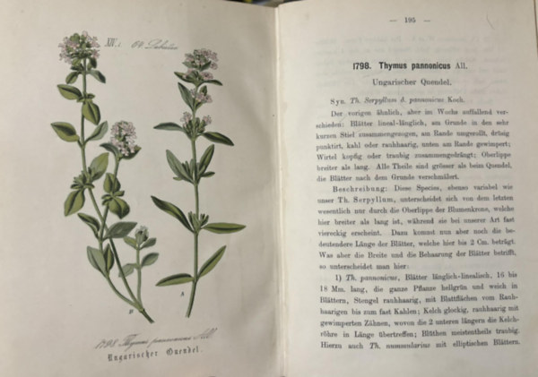 Ernst Dr. Hallier - Flora von Deutschland (Achtundzwanzigster Band 18.)