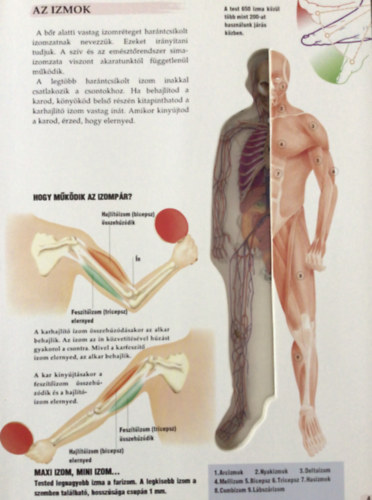 Victoria House - Az emberi test - test�nk m�k�d�s�nek egyed�l�ll� �ttekint�se