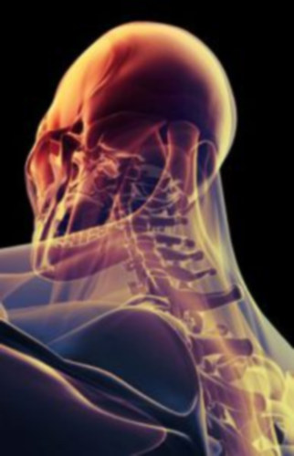 The Human Body Exhibition