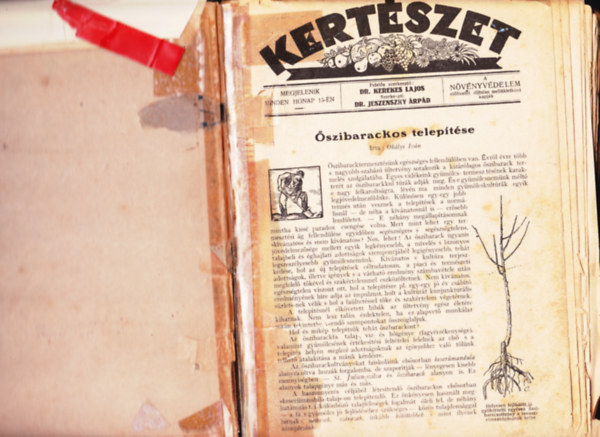 Dr Kerekes Lajos - Dr. Jeszenszky �rp�d (szerk) - Kert�szet 1928 - N�v�nyv�delem 1928 (egybek�tve)