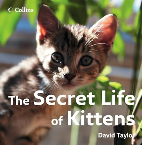 by David Taylor (Author) - The Secret Life of Kittens
