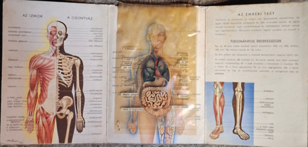 Az emberi test - szemléltető ábrákkal