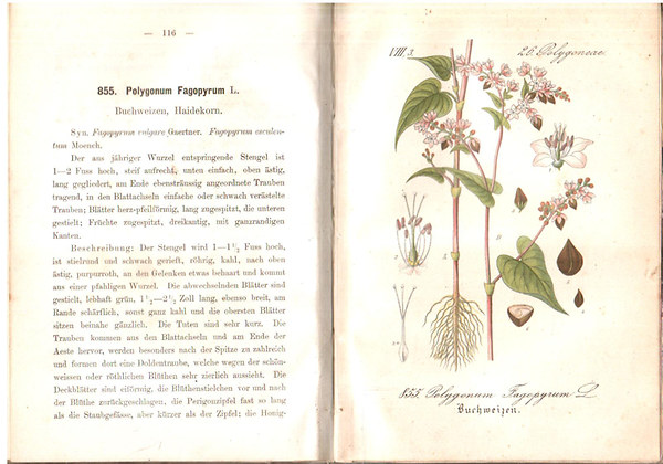 Ernst Dr. Hallier - Flora von Deutschland (Neunter Band. 23-29.)