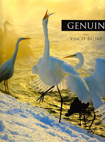 Vincze Blint - Genuin