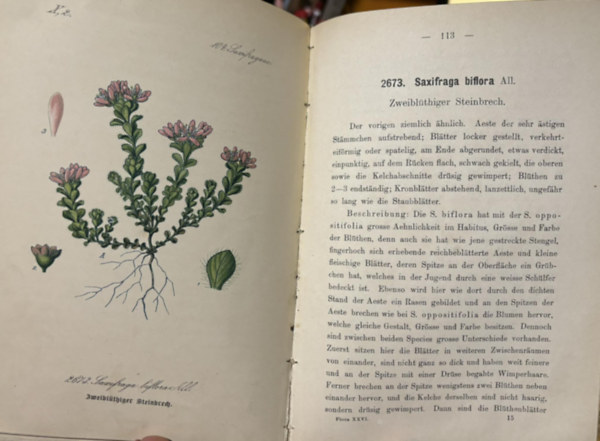 Ernst Dr. Hallier - Flora von Deutschland (Sechzehnter Band. 103-105.)